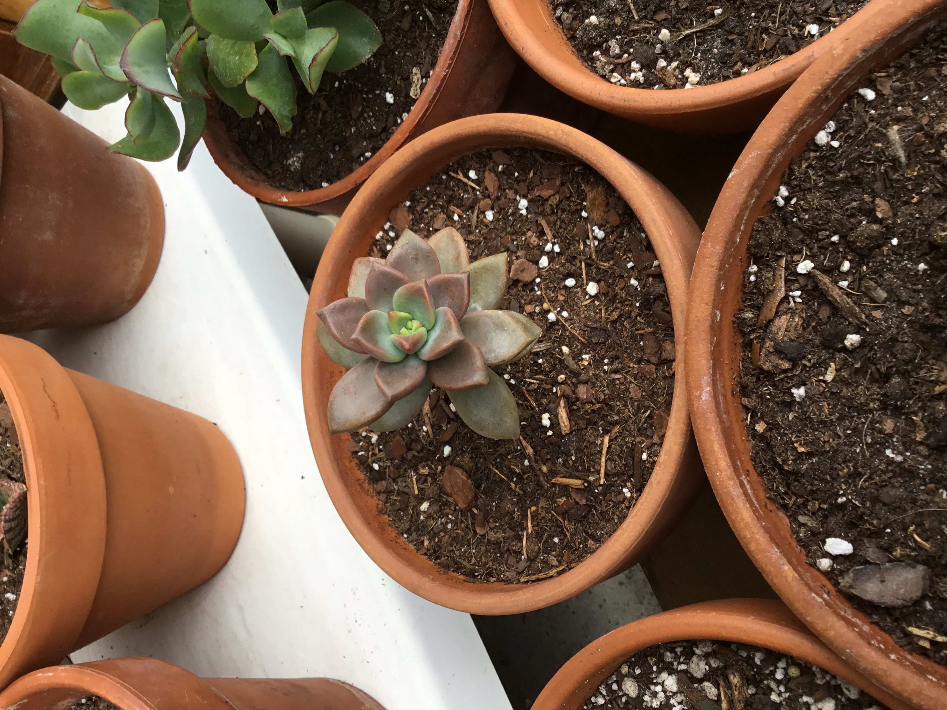 Anacampseros Rufescens Sunrise.jpg